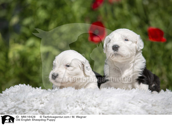 Bobtail Welpe / Old English Sheepdog Puppy / MW-16428