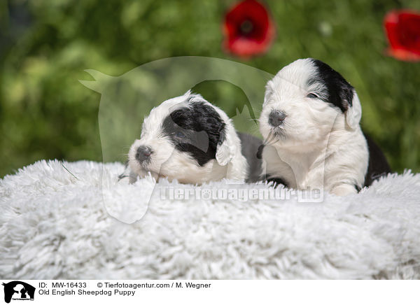 Bobtail Welpe / Old English Sheepdog Puppy / MW-16433