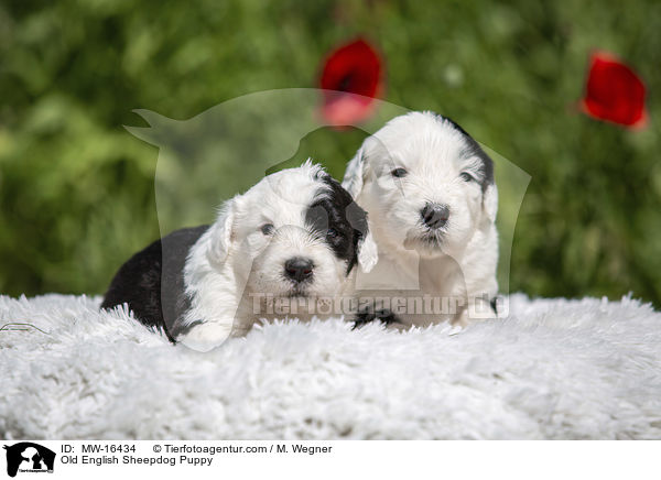 Bobtail Welpe / Old English Sheepdog Puppy / MW-16434