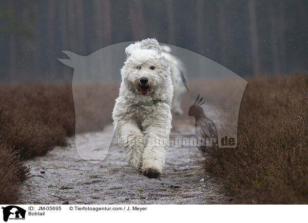 Bobtail / Bobtail / JM-05695