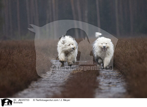Bobtails / Bobtails / JM-05703
