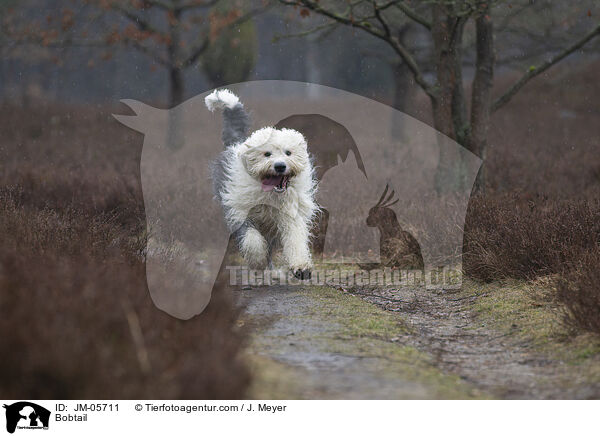 Bobtail / Bobtail / JM-05711