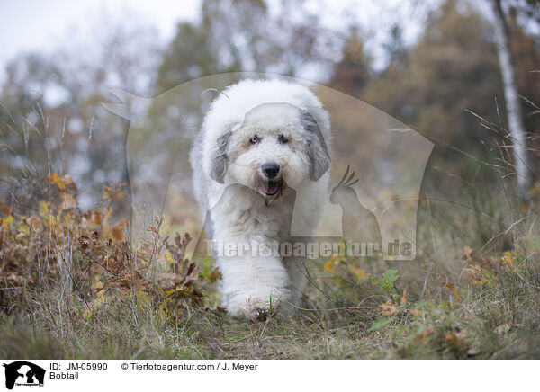 Bobtail / JM-05990