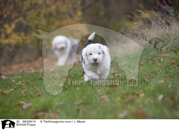 Bobtail Puppy / JM-06014