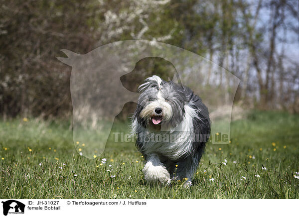 female Bobtail / JH-31027