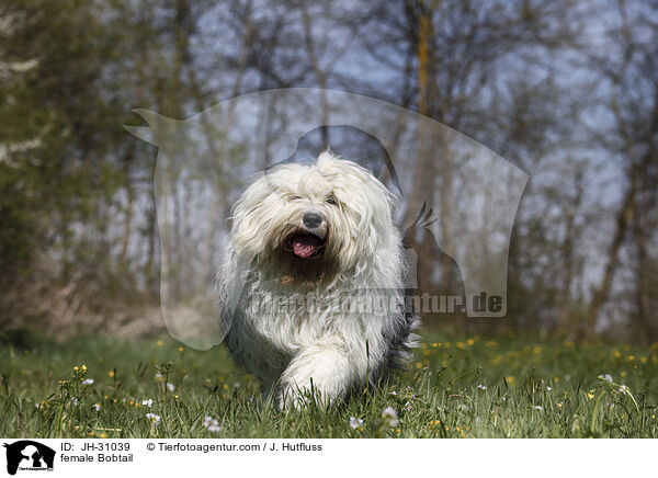 female Bobtail / JH-31039