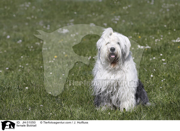 Bobtail Hndin / female Bobtail / JH-31050