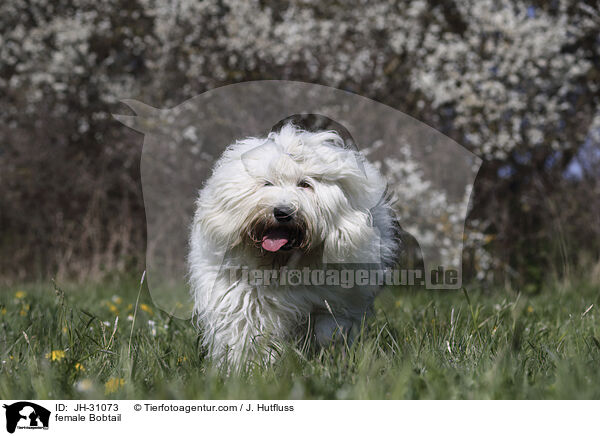 Bobtail Hndin / female Bobtail / JH-31073