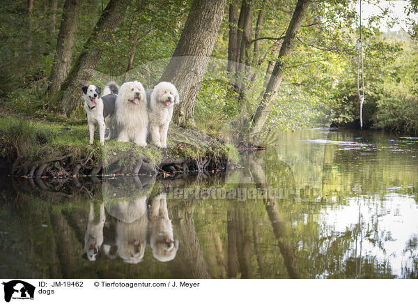 Hunde / dogs / JM-19462