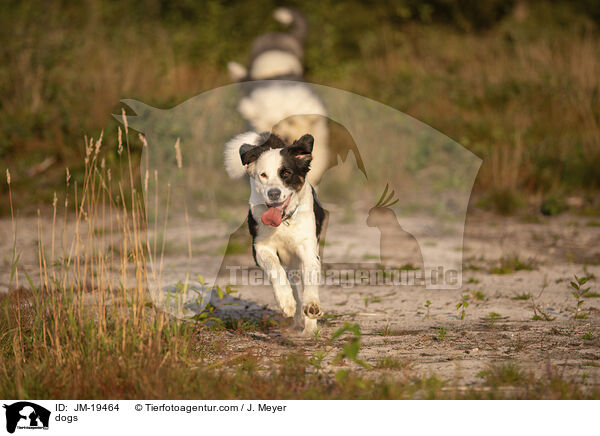 dogs / JM-19464