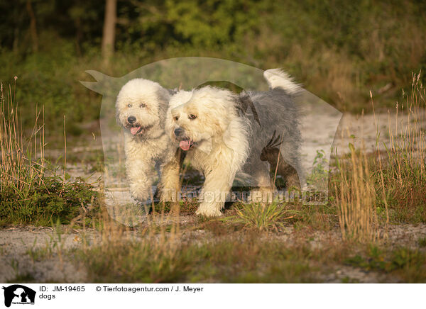 Hunde / dogs / JM-19465