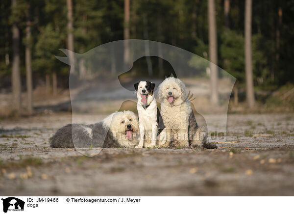 dogs / JM-19466