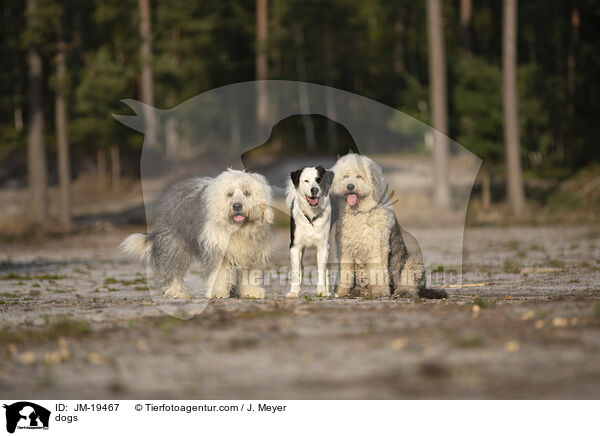 dogs / JM-19467
