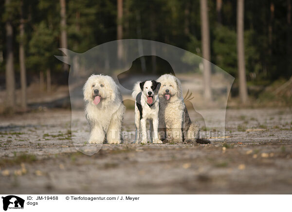 dogs / JM-19468