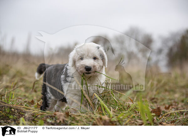 Bobtail Welpe / Bobtail Puppy / JM-21177