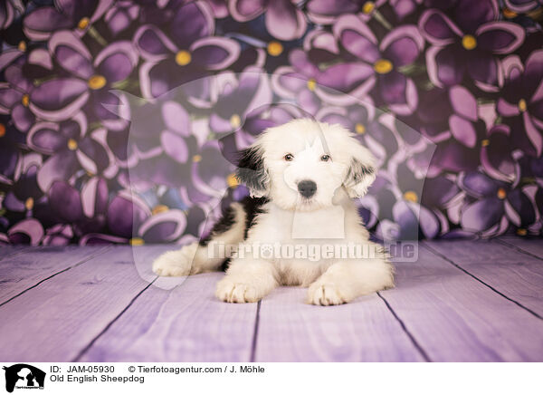 Bobtail Welpe / Old English Sheepdog / JAM-05930