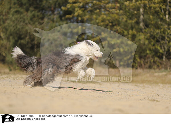 Bobtail / Old English Sheepdog / KB-18002