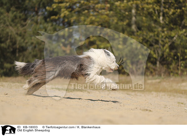 Bobtail / Old English Sheepdog / KB-18003