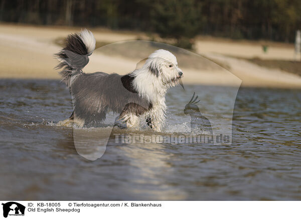 Bobtail / Old English Sheepdog / KB-18005