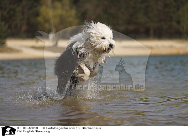 Bobtail / Old English Sheepdog / KB-18010