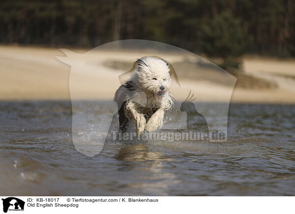 Bobtail / Old English Sheepdog / KB-18017