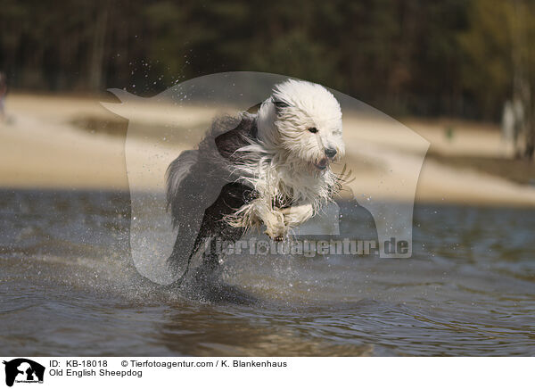 Bobtail / Old English Sheepdog / KB-18018