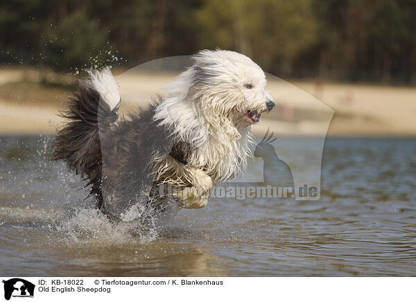 Bobtail / Old English Sheepdog / KB-18022