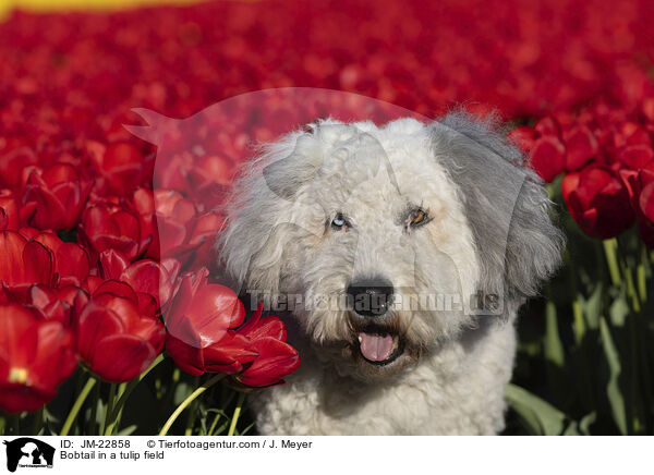 Bobtail im Tulpenfeld / Bobtail in a tulip field / JM-22858