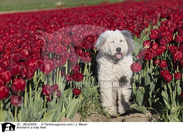 Bobtail im Tulpenfeld / Bobtail in a tulip field / JM-22859