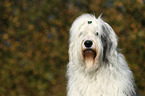 Old English Sheepdog Portrait