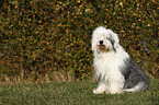 sitting Old English Sheepdog