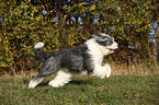 running Old English Sheepdog