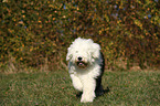 running Old English Sheepdog