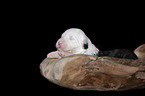 lying Old English Sheepdog Puppy