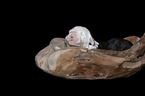 lying Old English Sheepdog Puppy