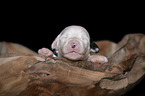lying Old English Sheepdog Puppy