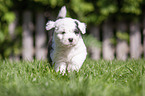 running Old English Sheepdog Puppy