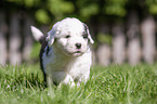 running Old English Sheepdog Puppy