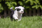 running Old English Sheepdog Puppy