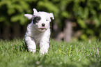 running Old English Sheepdog Puppy