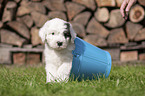 Old English Sheepdog Puppy in a bucket