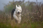 running Old English Sheepdog Puppy