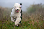 running Old English Sheepdog Puppy