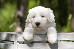 Old English Sheepdog Puppy in the box