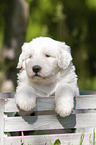 Old English Sheepdog Puppy in the box