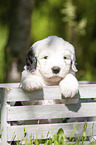Old English Sheepdog Puppy in the box