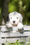 Old English Sheepdog Puppy in the box