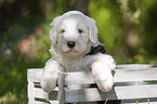 Old English Sheepdog Puppy in the box