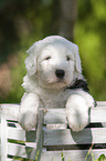 Old English Sheepdog Puppy in the box