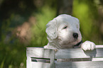 Old English Sheepdog Puppy in the box